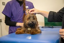 Thumbnail of AI Might Help Pick Up Heart Trouble in Dogs