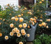 Thumbnail of The Easiest Roses to Grow