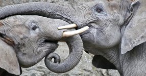 Thumbnail of Do Elephants Have Souls? — The New Atlantis