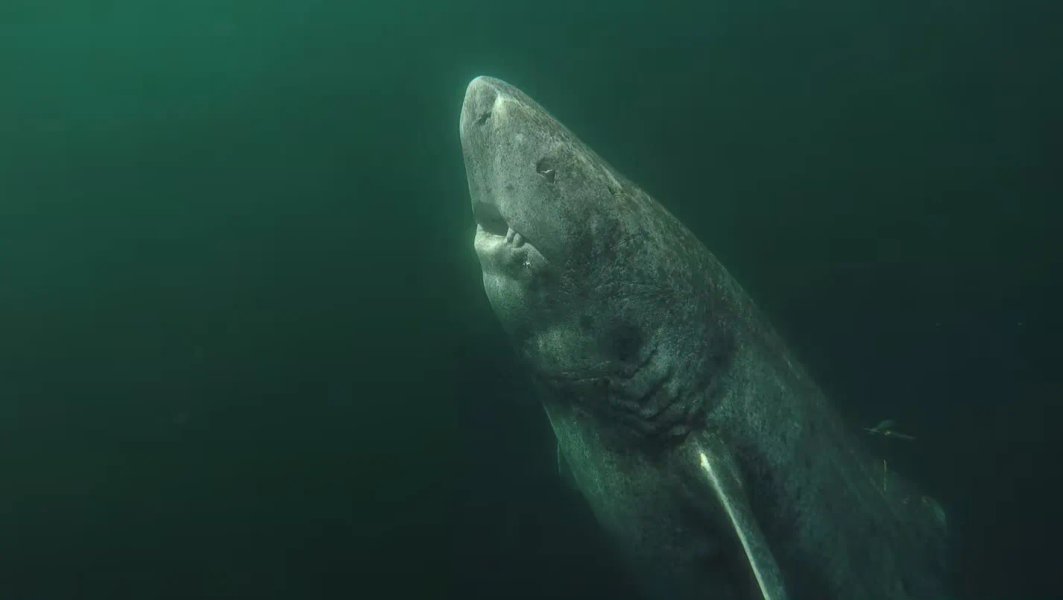 Thumbnail of The longevity of the Greenland shark