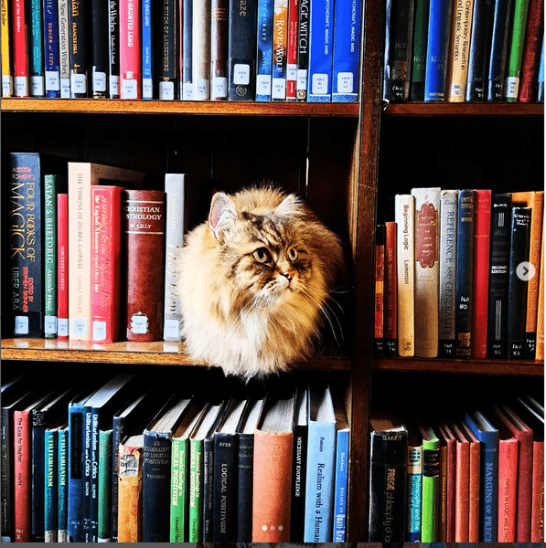 Thumbnail of College cats of Oxford