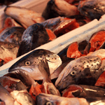 Thumbnail of Essays on Reducing Suffering