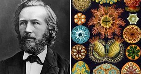Thumbnail of Before Macro Photography Was Invented, This Scientist Used to Illustrate His Microscopic Findings