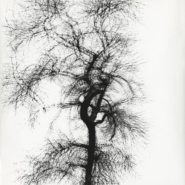 Thumbnail of Harry Callahan | Pace Gallery