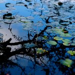 Thumbnail of Bog