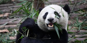 Thumbnail of Does China Underconsume?