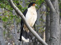 Thumbnail of White-throated Caracara - eBird