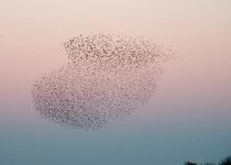 Thumbnail of My website is a shifting house ... | Laurel Schwulst