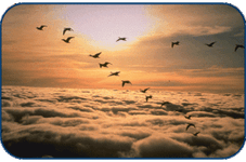 Thumbnail of The Need For Metaphor: A Shift from Machine to Nature