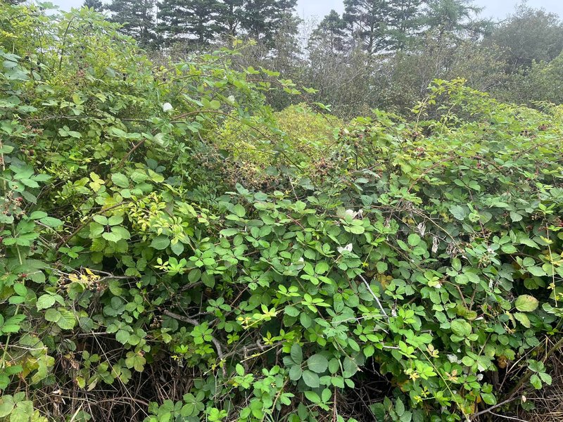 Thumbnail of blackberry bushes invasive - Google Search