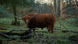 Thumbnail of Soil: The World at Our Feet