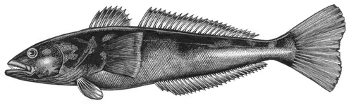 Thumbnail of No Evidence of Disease (Idle Words)