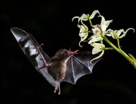 Thumbnail of Restoring Respect for Nature: How Mindset Shifts Can Solve the Biodiversity Crisis