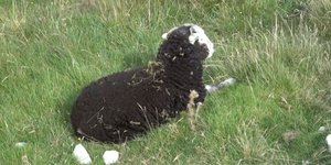 Thumbnail of #1: I'M ONCE AGAIN COMPLAINING ABOUT THE DAMN PHONE