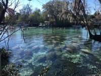 Thumbnail of Manatees might be relatively recent arrivals to Florida, study finds