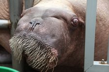 Thumbnail of Semantic Compression