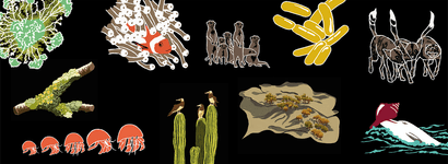 Thumbnail of 10 examples of ‘peer-led’ behaviours in nature