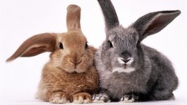 Thumbnail of Bunny vs. Rabbit: Is There a Difference?