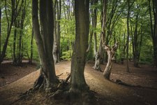Thumbnail of The Understory – Robert Macfarlane