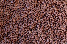 Thumbnail of Santa Maria Pinquito Bean