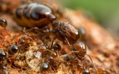 Thumbnail of The strange and turbulent global world of ant geopolitics | Aeon Essays