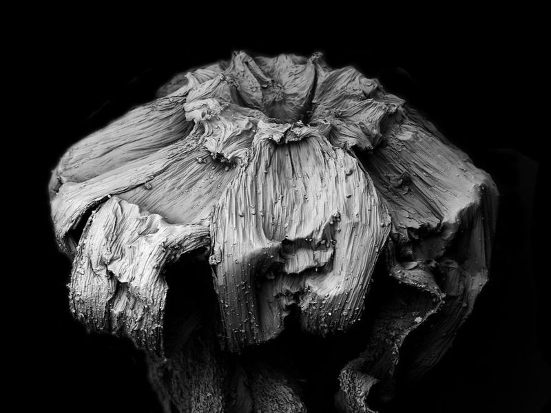 Thumbnail of decaying-plants-captured-with-a-scanning-electron-microscope.1__880.jpg | Are.na