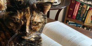 Thumbnail of Artificial Intentionality