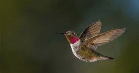Thumbnail of Joyas Voladoras