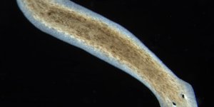 Thumbnail of A Revolution in Biology