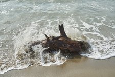 Thumbnail of driftwood