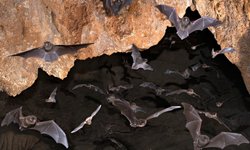 Thumbnail of Habitat - All About Bats