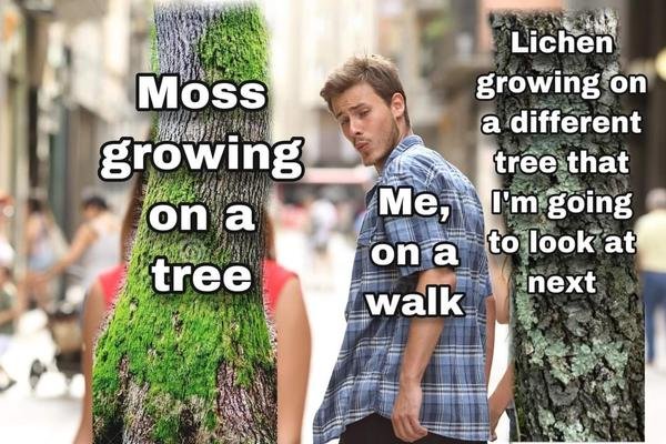 Thumbnail of Nature Meme Swamp | Are.na