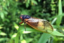 Thumbnail of How This Zombie Fungus Turns Cicadas into Horror-Movie Sex Bots