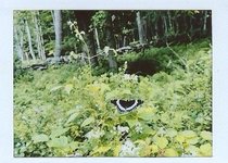 Thumbnail of Birding into the Unknown
