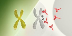 Thumbnail of Stanford Medicine-led study shows why women are at greater risk of autoimmune disease