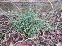Thumbnail of Rushes can restore some ecosystems - and beautify your backyard - UNC Charlotte Urban Institute