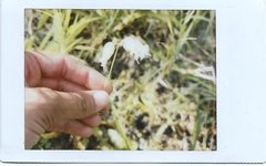Thumbnail of Writing into the Light