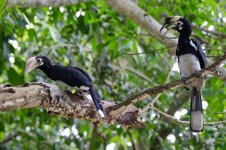 Thumbnail of Love across fences - a story of two hornbills - Wildlife Trust of India