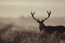 Thumbnail of How to Celebrate the Autumn Equinox: Rituals, Traditions & Folklore