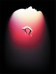 Thumbnail of What Near-Death Experiences Reveal about the Brain