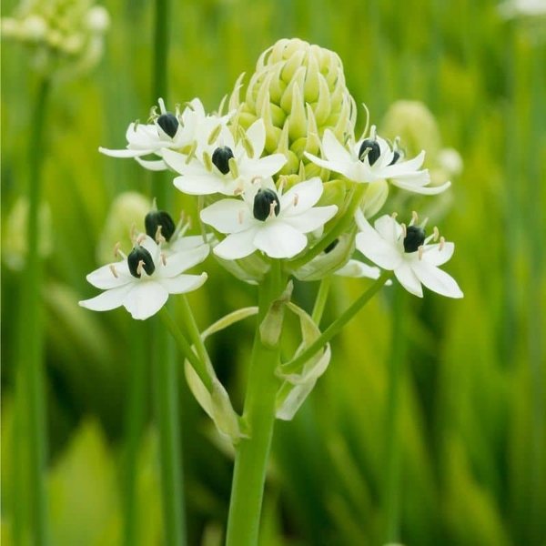 Thumbnail of Ornithogalum saundersiae - Google Search