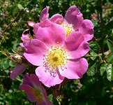 Thumbnail of Rose