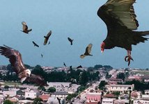 Thumbnail of H5N1: Much More Than You Wanted To Know