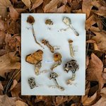 Thumbnail of Microdoses de psicodélicos podem melhorar a saúde mental? O que diz a ciência