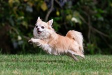 Thumbnail of The Secret to Understanding Animal Consciousness May Be Joy