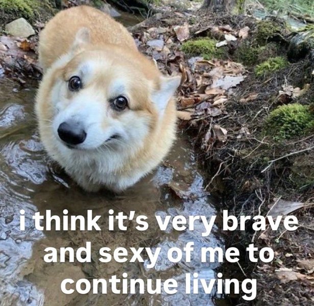 Thumbnail of 403 Forbidden