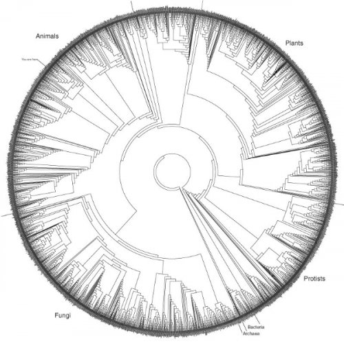 Preview of 500-pixels