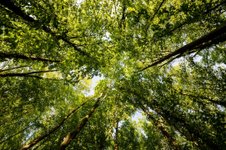 Thumbnail of Global Green Burial Alliance
