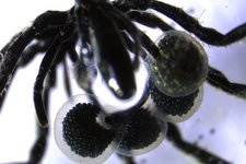 Thumbnail of 「メタンを食べる」ウミグモが発見される (3/3) - ナゾロジー