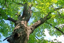 Thumbnail of オスメス両方を兼ね備えた奇跡のカブトムシ「ギナンドロモルフ」の姿とは？ - ナゾロジー